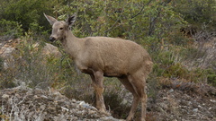 Hippocamelus bisulcus