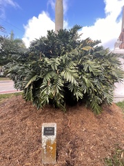 Zamia loddigesii