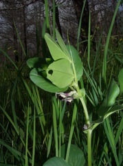 Vicia narbonensis