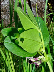 Vicia narbonensis
