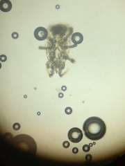 Pyroglyphidae
