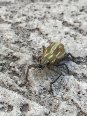 Naupactus xanthographus