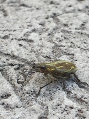 Naupactus xanthographus