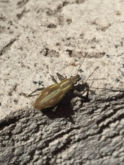 Naupactus xanthographus