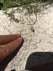 Naupactus xanthographus