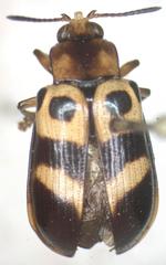 Chelobasis bicolor