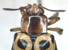 Chelobasis bicolor