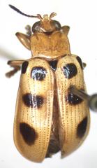 Chelobasis bicolor