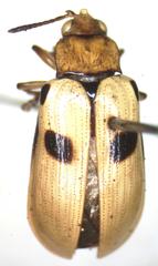 Chelobasis bicolor