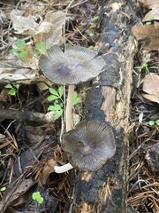 Coprinellus radians