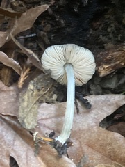 Pluteus phaeocyanopus
