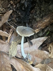 Pluteus phaeocyanopus