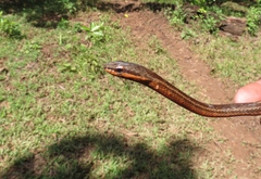 Mastigodryas alternatus