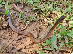 Mastigodryas alternatus