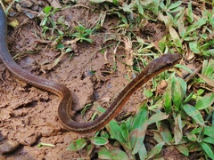 Mastigodryas alternatus