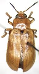 Chelobasis bicolor