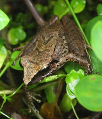 Pristimantis achatinus