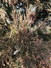 Cryptomeria