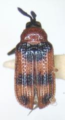 Microrhopala pulchella