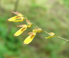 Specklinia grobyi