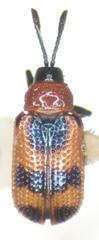 Microrhopala pulchella
