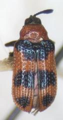 Microrhopala pulchella