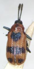 Microrhopala pulchella
