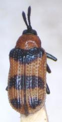 Microrhopala pulchella