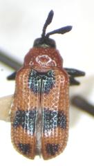 Microrhopala pulchella