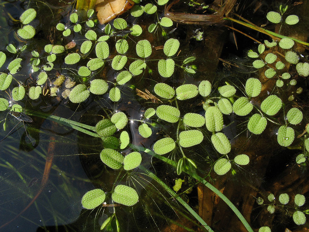 Salviniaceae