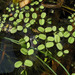 Water Fern Family - Photo (c) Sergey Mayorov, some rights reserved (CC BY-NC), uploaded by Sergey Mayorov