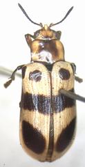 Chelobasis bicolor