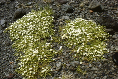 Arenaria rivularis