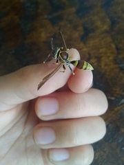 Polistes exclamans