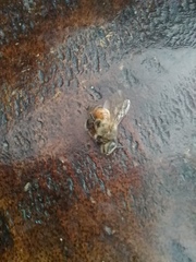 Apis mellifera