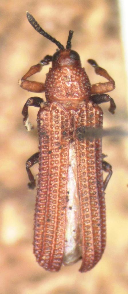 Heptispa solarii