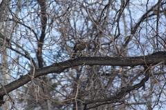 Accipiter cooperii