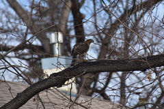 Accipiter cooperii
