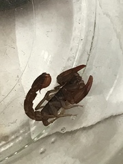 Pseudouroctonus reddelli