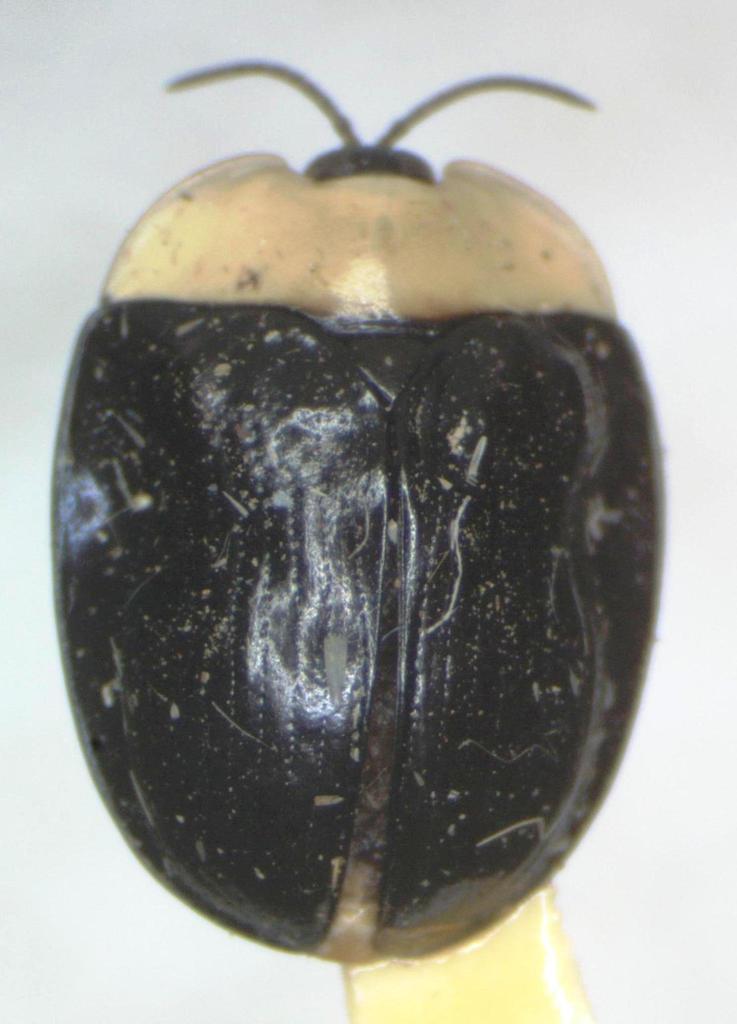 Imatidium thoracicum