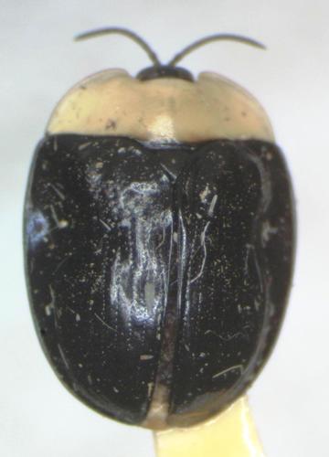 Imatidium thoracicum