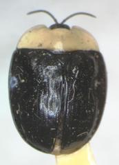 Imatidium thoracicum