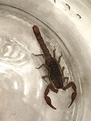 Pseudouroctonus reddelli