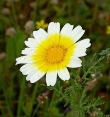 Glebionis coronaria discolor