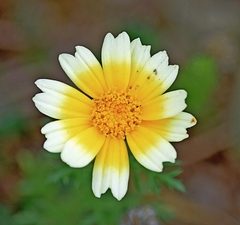 Glebionis coronaria discolor