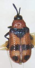Microrhopala pulchella