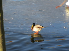 Anas platyrhynchos