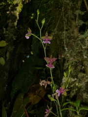 Caucaea