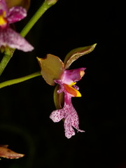 Caucaea