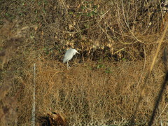 Ardea cinerea
